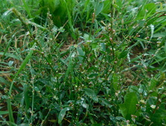 Polygonum aviculare