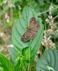 Pararge aegeria