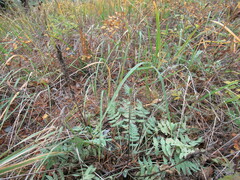 Oxytropis strobilacea