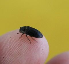 Dermestes