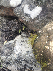 Tortella xanthocarpa