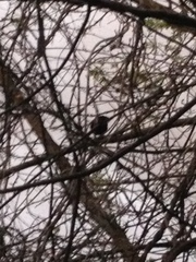 Turdus merula
