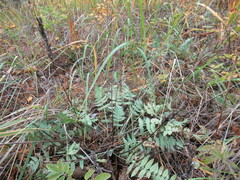 Oxytropis strobilacea