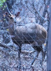 Tragelaphus sylvaticus sylvaticus