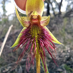 Calochilus paludosus