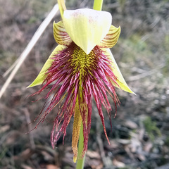 Calochilus paludosus