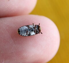 Dermestes