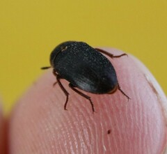 Dermestes