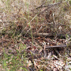 Calochilus paludosus