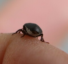 Dermestes