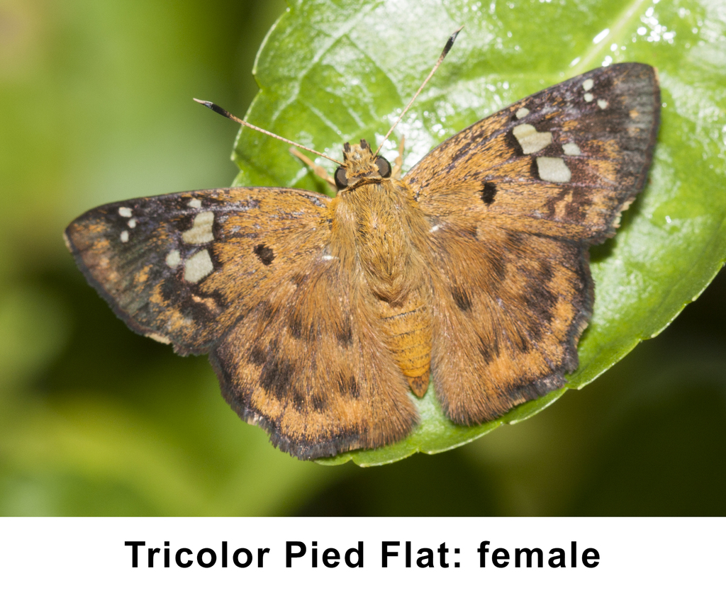 Sri Lanka Pied Flat