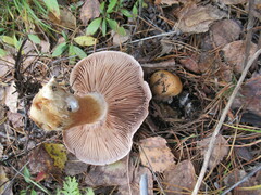 Cortinarius trivialis