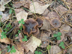 Entoloma vernum