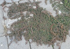 Euphorbia maculata