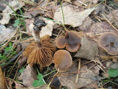 Entoloma vernum