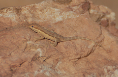 Pristurus minimus