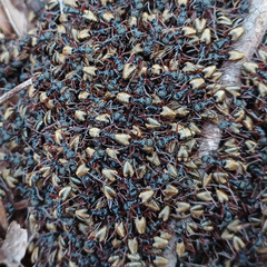 Dolichoderus doriae