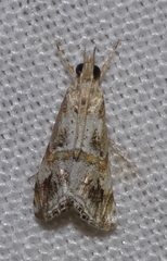 Euchromius cambridgei