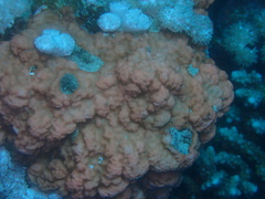 Montipora