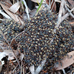 Dolichoderus doriae