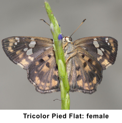 Coladenia indrani tissa