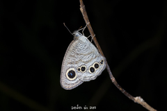Ypthima baldus