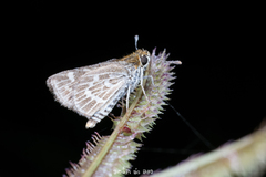 Taractrocera maevius