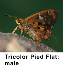 Coladenia indrani tissa