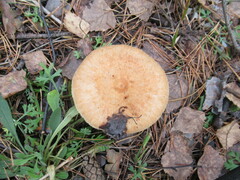 Lactarius torminosus