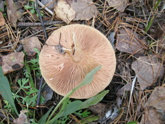 Lactarius torminosus