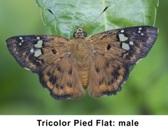 Coladenia indrani tissa