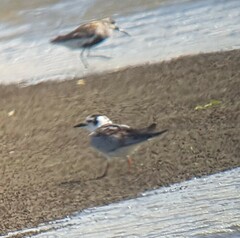 Chlidonias leucopterus