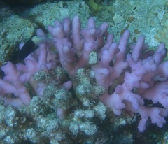 Stylophora