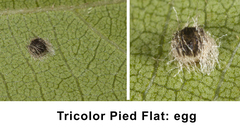 Coladenia indrani tissa