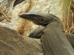 Varanus mertensi