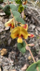 Bossiaea webbii