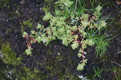 Crassula moschata