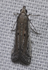 Phycitodes saxicola