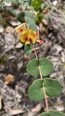 Bossiaea webbii
