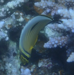 Chaetodon austriacus
