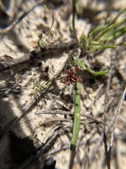 Crassula closiana
