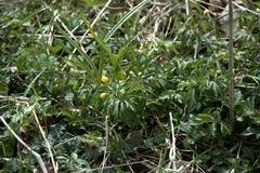 Anemonoides ranunculoides
