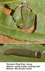 Coladenia indrani tissa