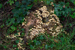 Hypholoma fasciculare