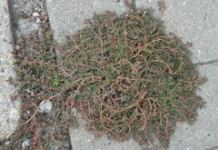 Euphorbia maculata