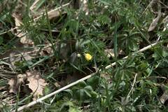 Anemonoides ranunculoides