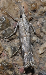 Agriphila cyrenaicellus