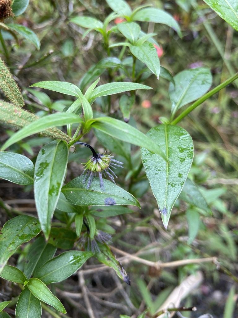 Opercularia volubilis