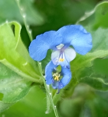Commelina benghalensis