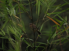 Sporophila schistacea